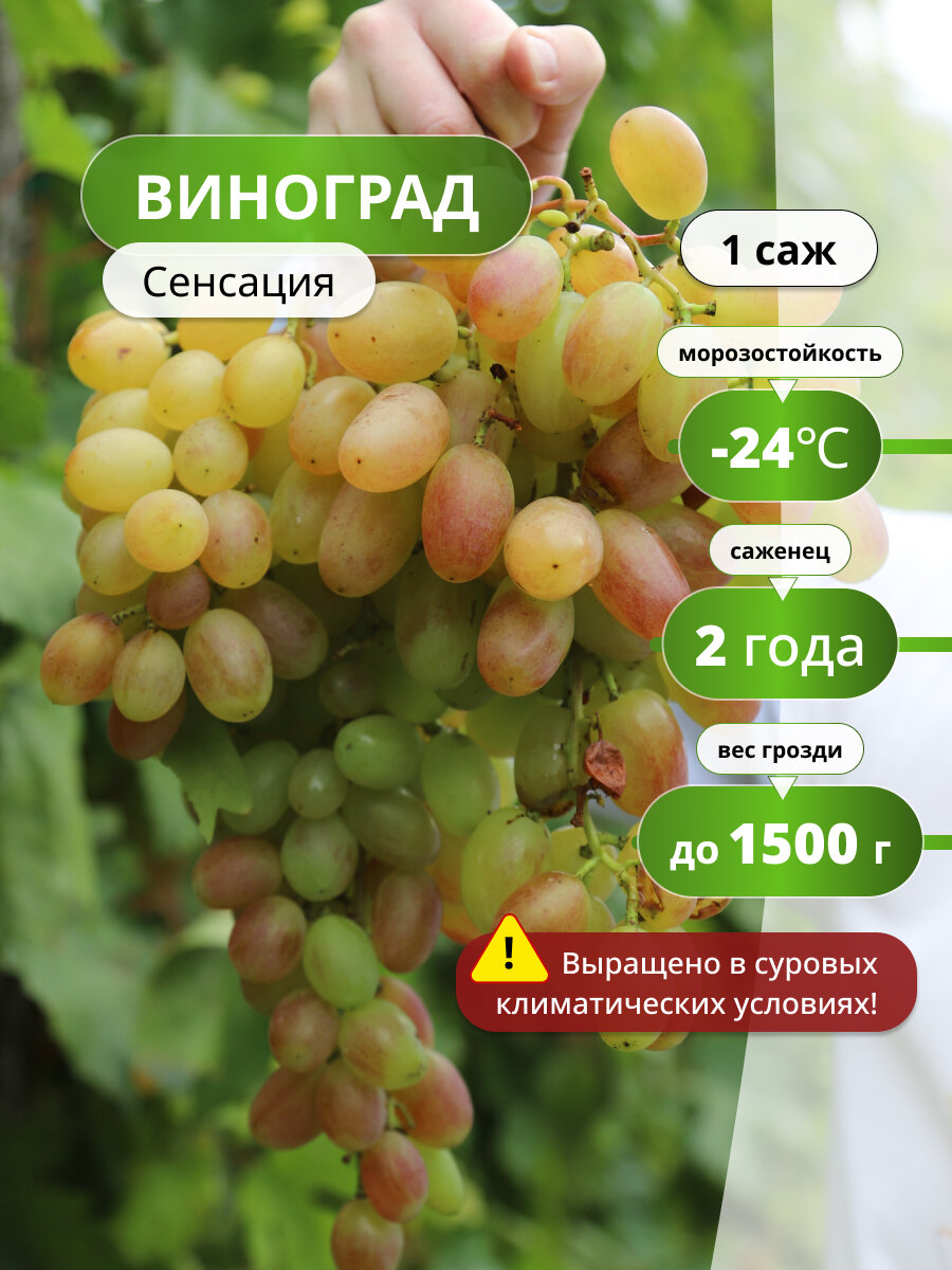 Виноград "Сенсация", столовый, 1саженец, морозоустойчивый, очень ранний