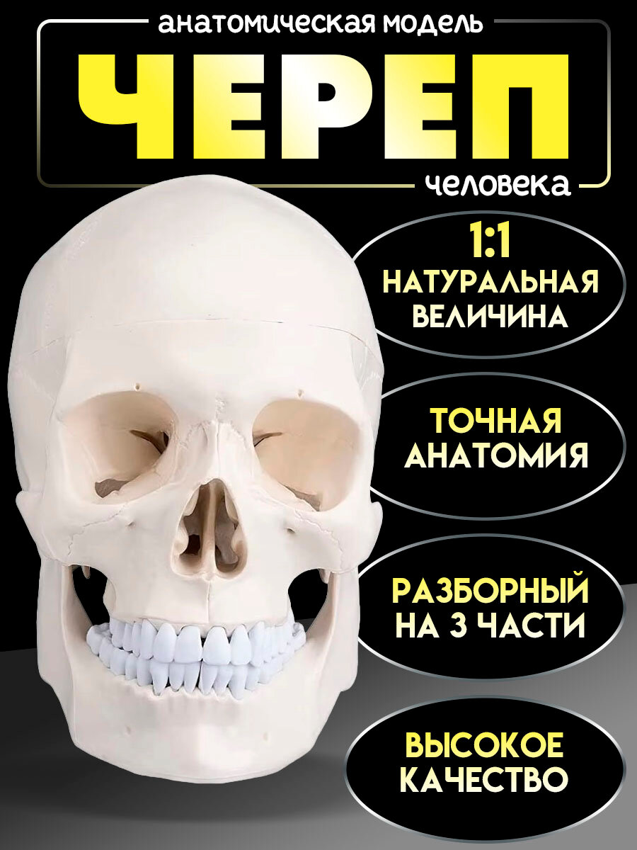 Анатомическая модель черепа взрослого человека с подвижной челюстью и съемными зубами, 3 части, в натуральную величину