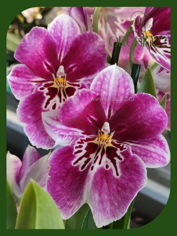 Орхидея Miltonia hybrid (отцвела) d-11см