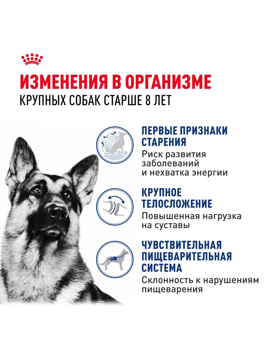 Сухой корм Royal Canin Maxi Ageing 8+ для собак старше 8 лет крупных пород Птица, 3 кг. — фото 1