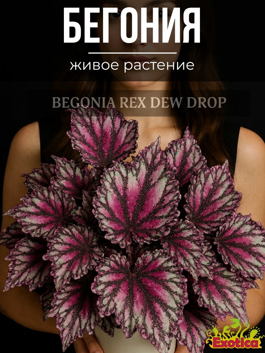 Бегония Рекс Дьюдроп (Begonia Rex Dew Drop) D6см саженец