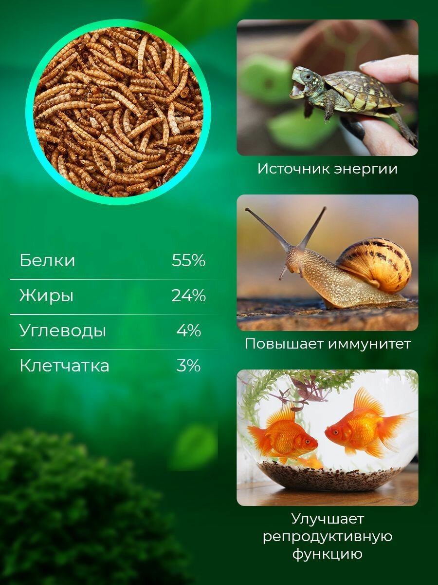 Мучной червь для грызунов, крыс, хомяков, ежей, черепах, птиц 300 мл. 100% натуральный. — фото 1