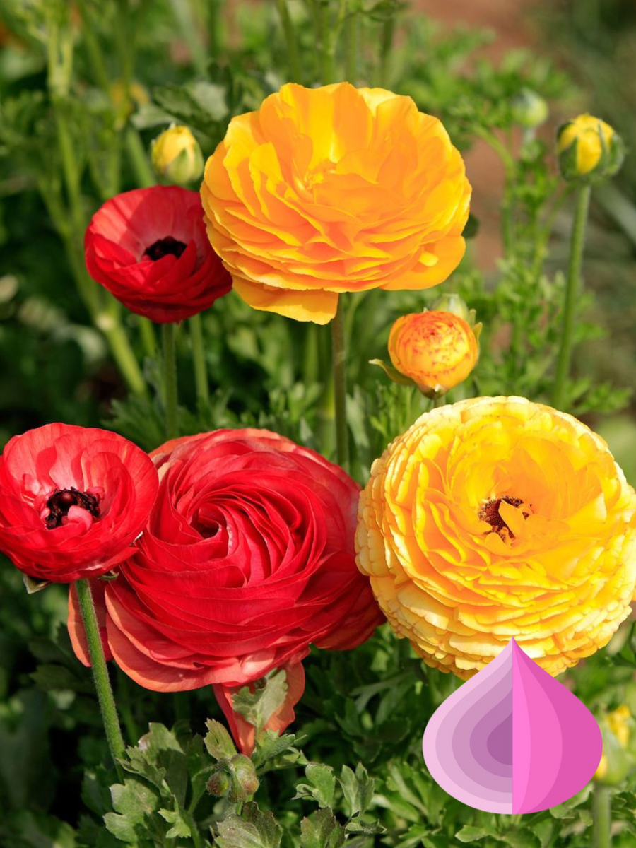 Луковицы цветов bulbs servise Ранункулюс Красно-желтый Микс ( 10 штук )