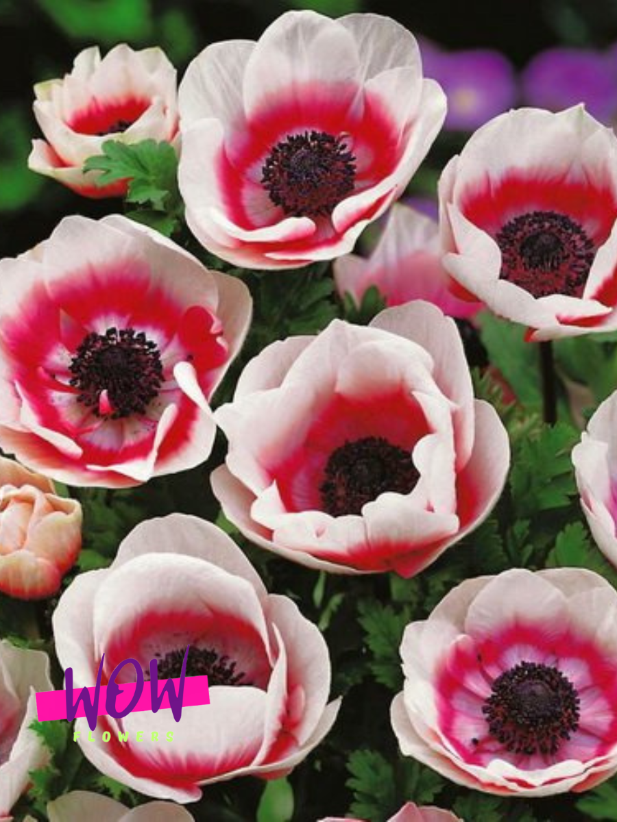 Луковицы цветов  WOW FLOWERS  Анемона Биколор ( 10 штук )корончатая