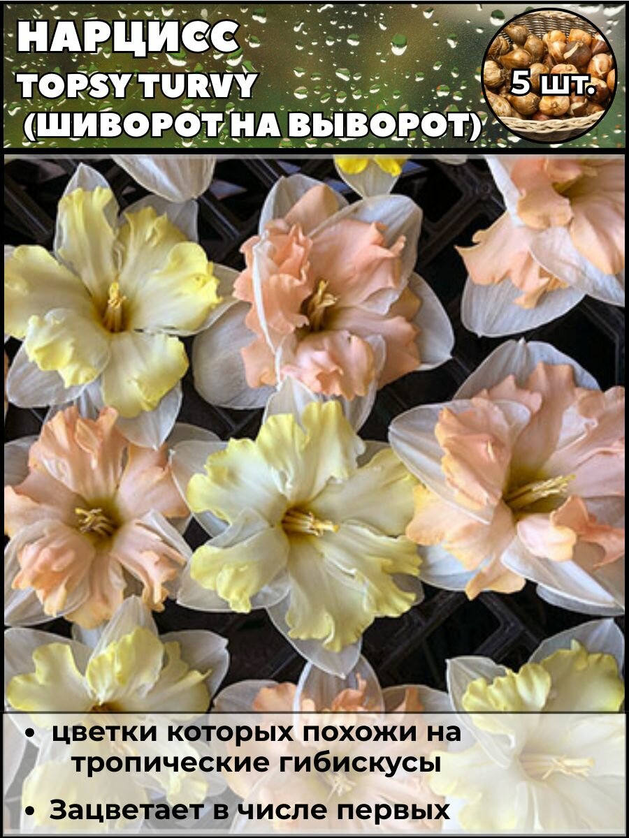 Нарцисс Шиворот навыворот луковицы 5 штук