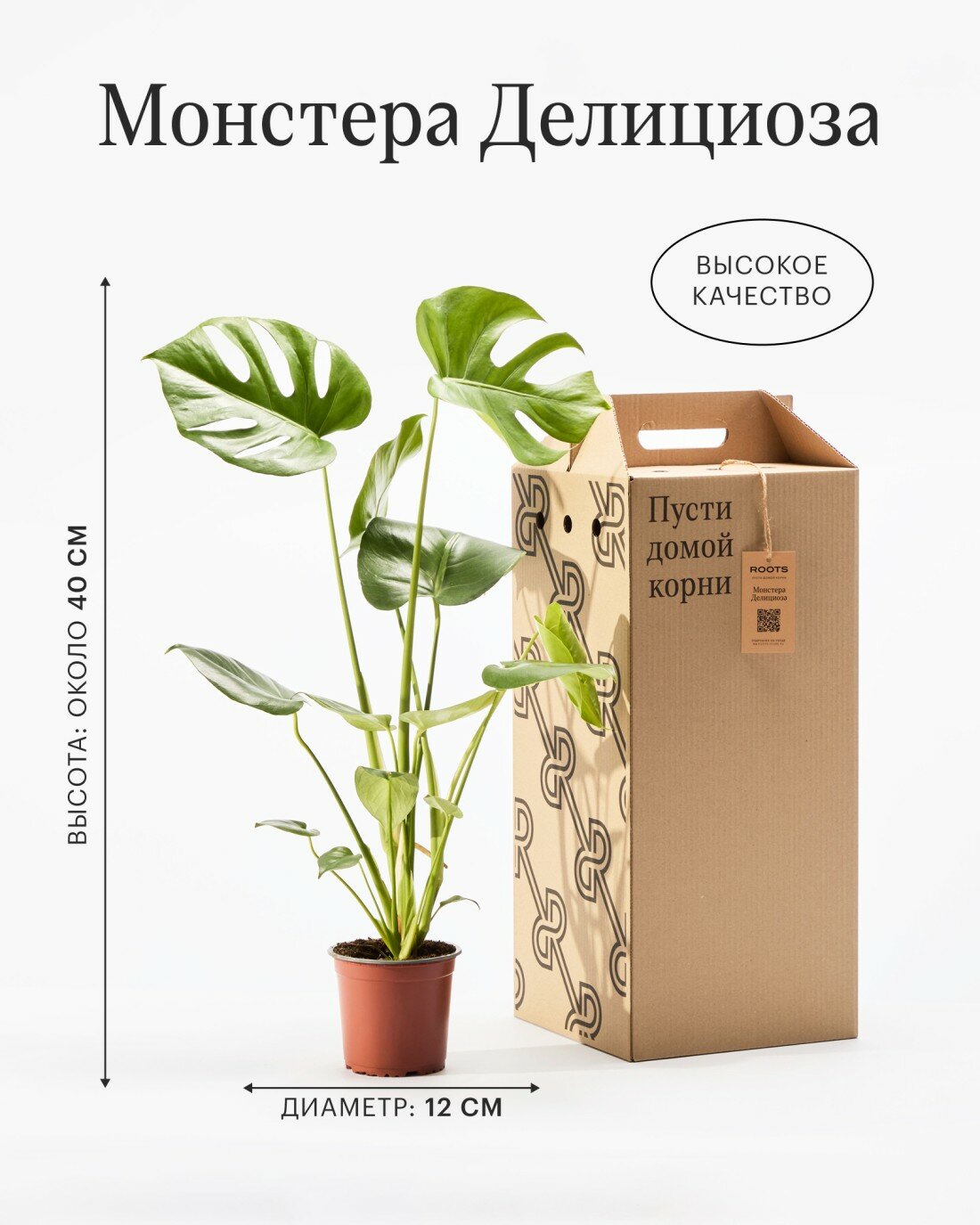Монстера Делициоза диаметр 12