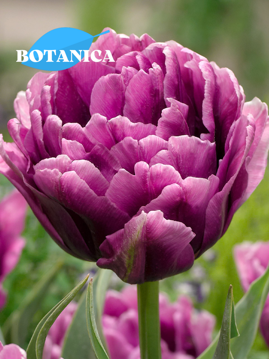 Луковицы цветов, botanica garden, Тюльпан Колор Берст 5 штук (фиолетовый)