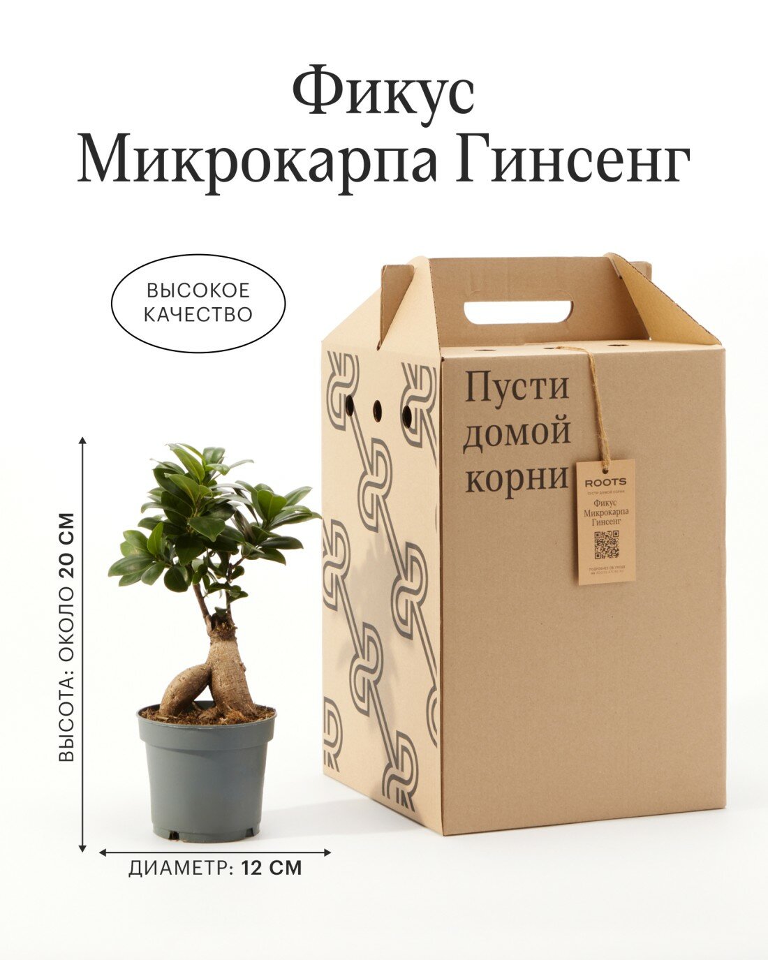 Фикус Микрокарпа Гинсенг диаметр 12