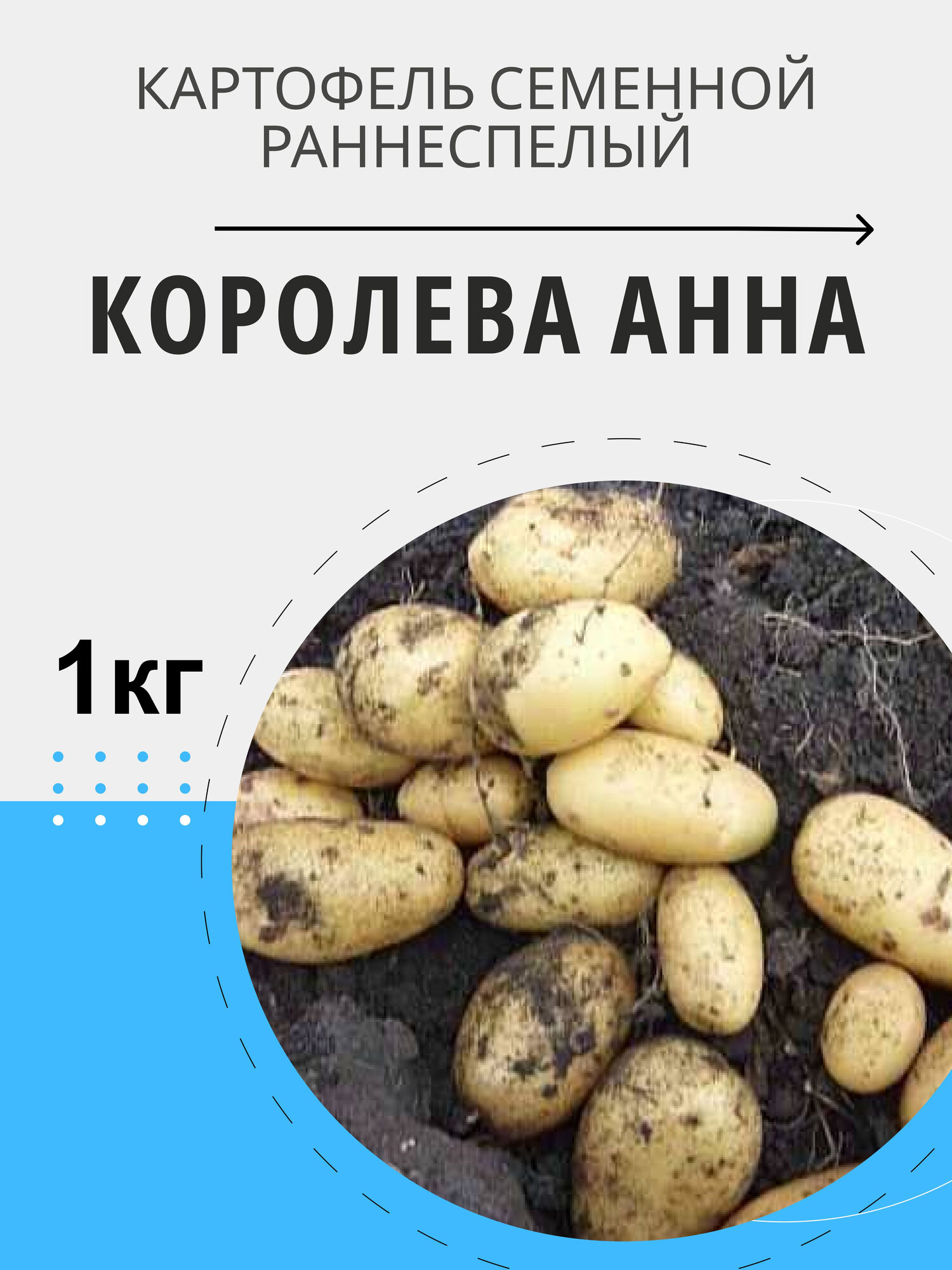 Картофель семенной Королева Анна клубни на посадку 1 кг