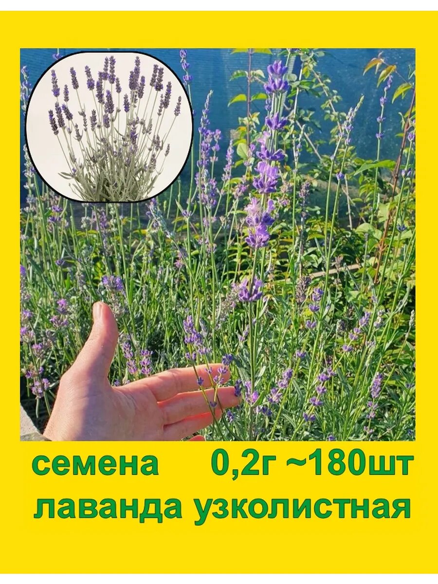 Семена Лаванда Узколистная многолетняя зимостойкая 02г