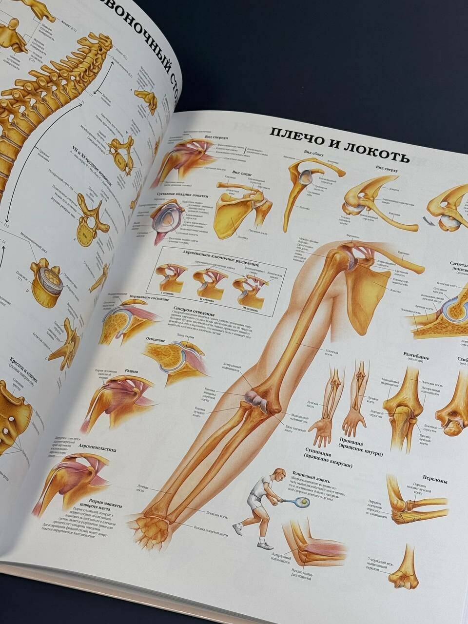 Большой атлас анатомии человека — фото 1