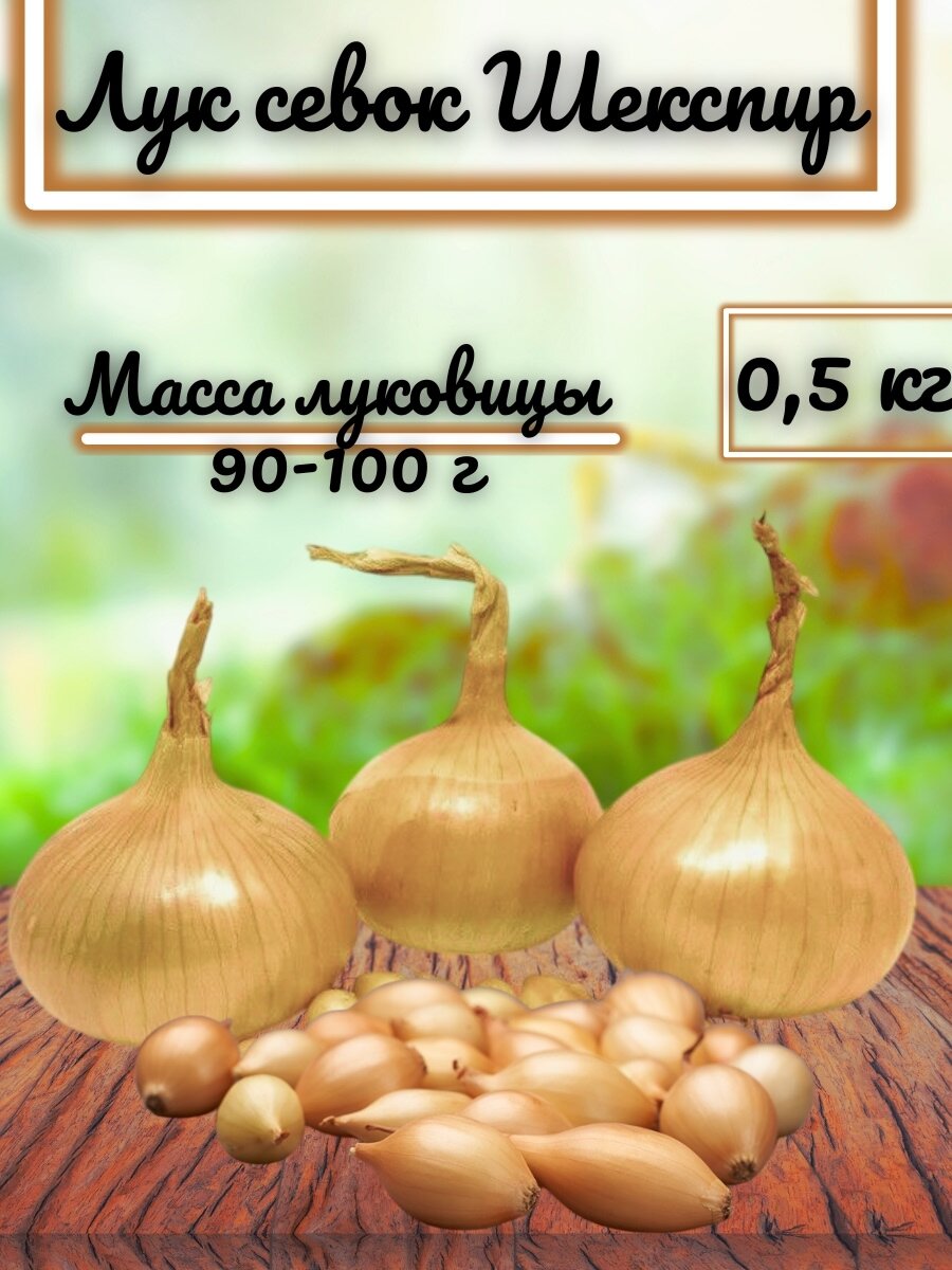 Лук-севок 