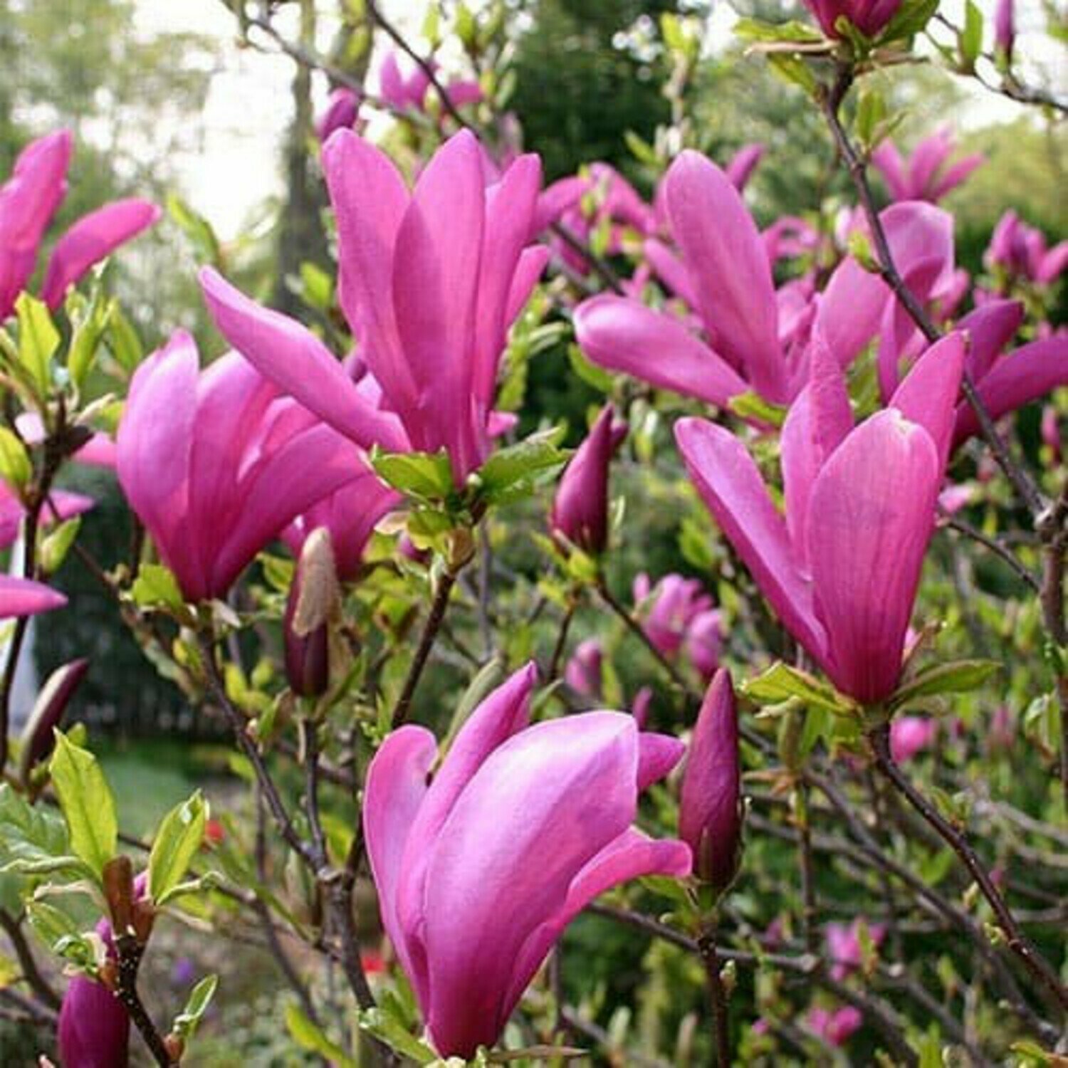 Магнолия гибридная Сьюзан (Magnolia x hybrid Susan) / 1 шт ароматный сорт