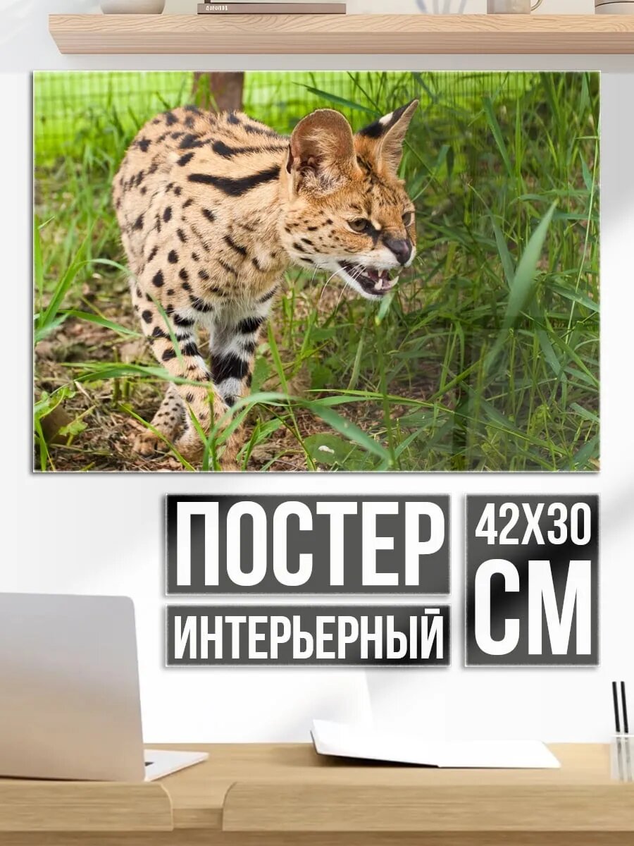 Плакат постер Сервал в траве