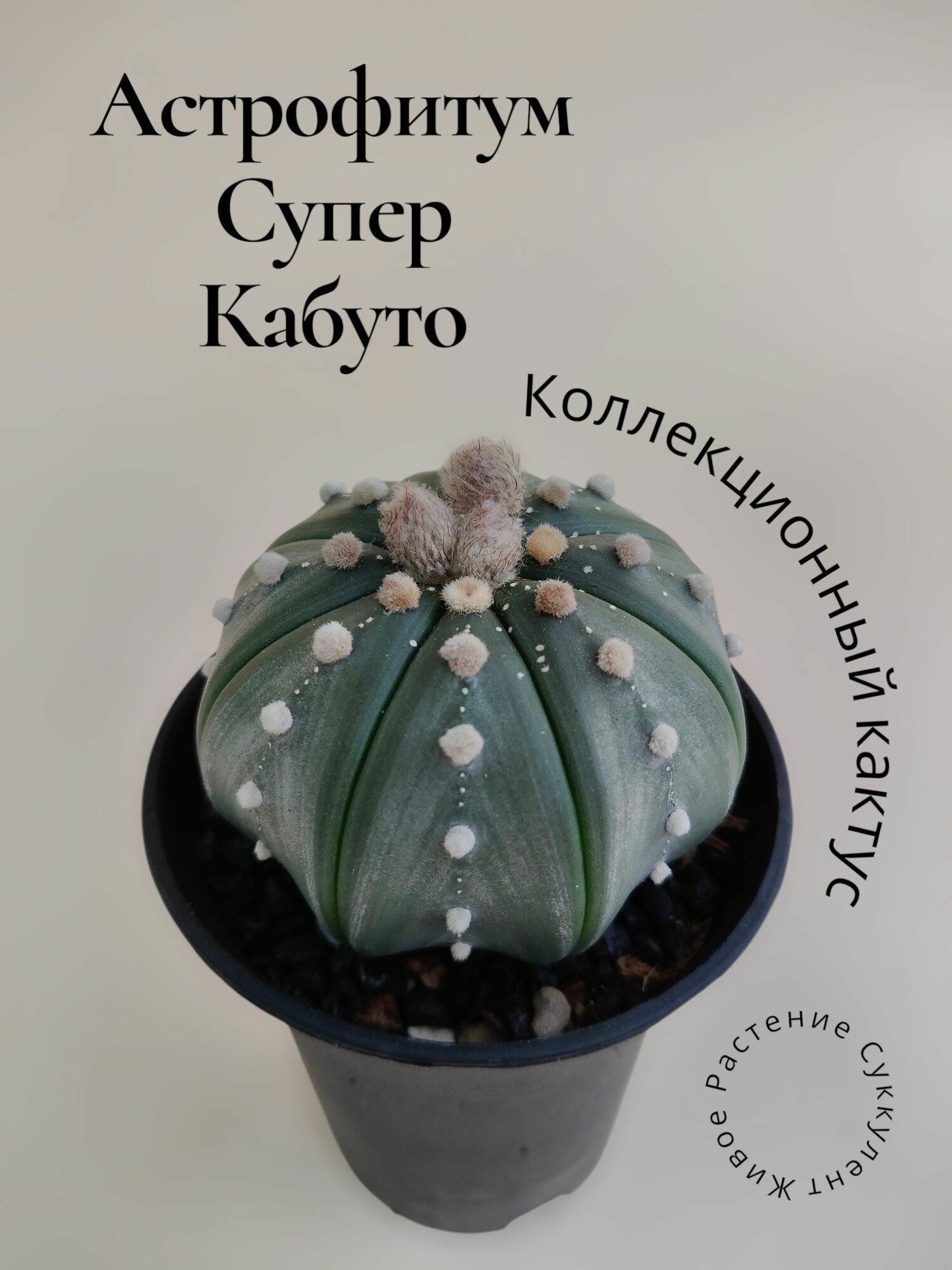 Астрофитум Супер Кабуто (Astrophytum Asterias) Коллекционный кактус Суккулент Живое растение