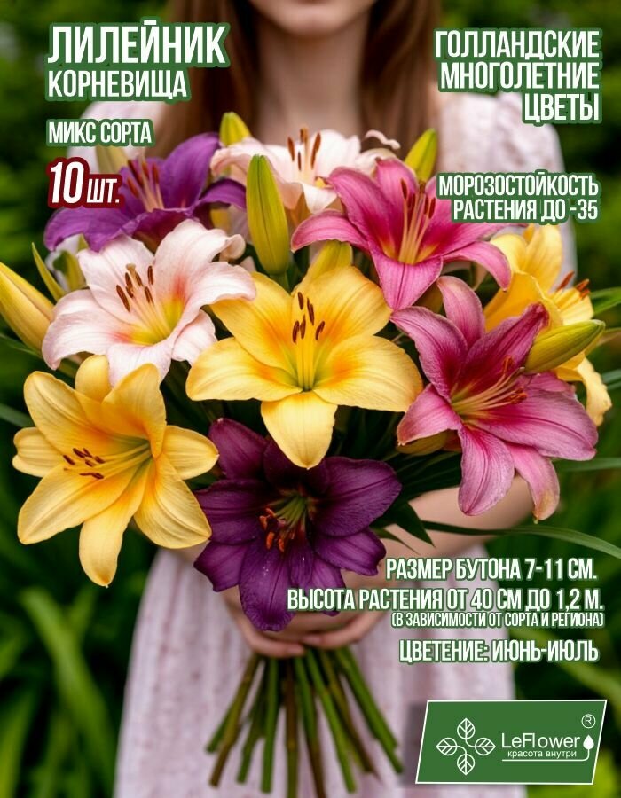 Лилейник 10 корневищ