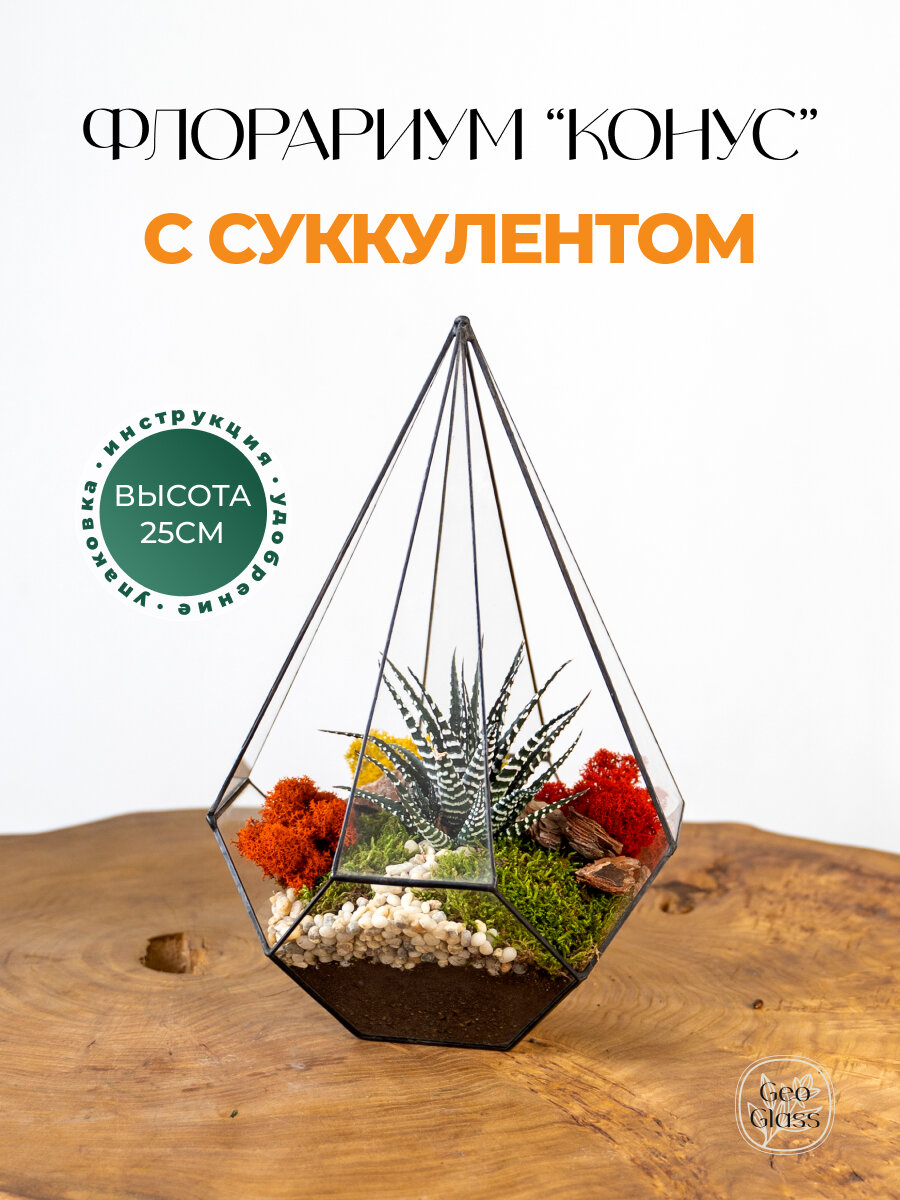 Geo Glass: Живой суккулент во флорариуме из стекла  подарок  28 см