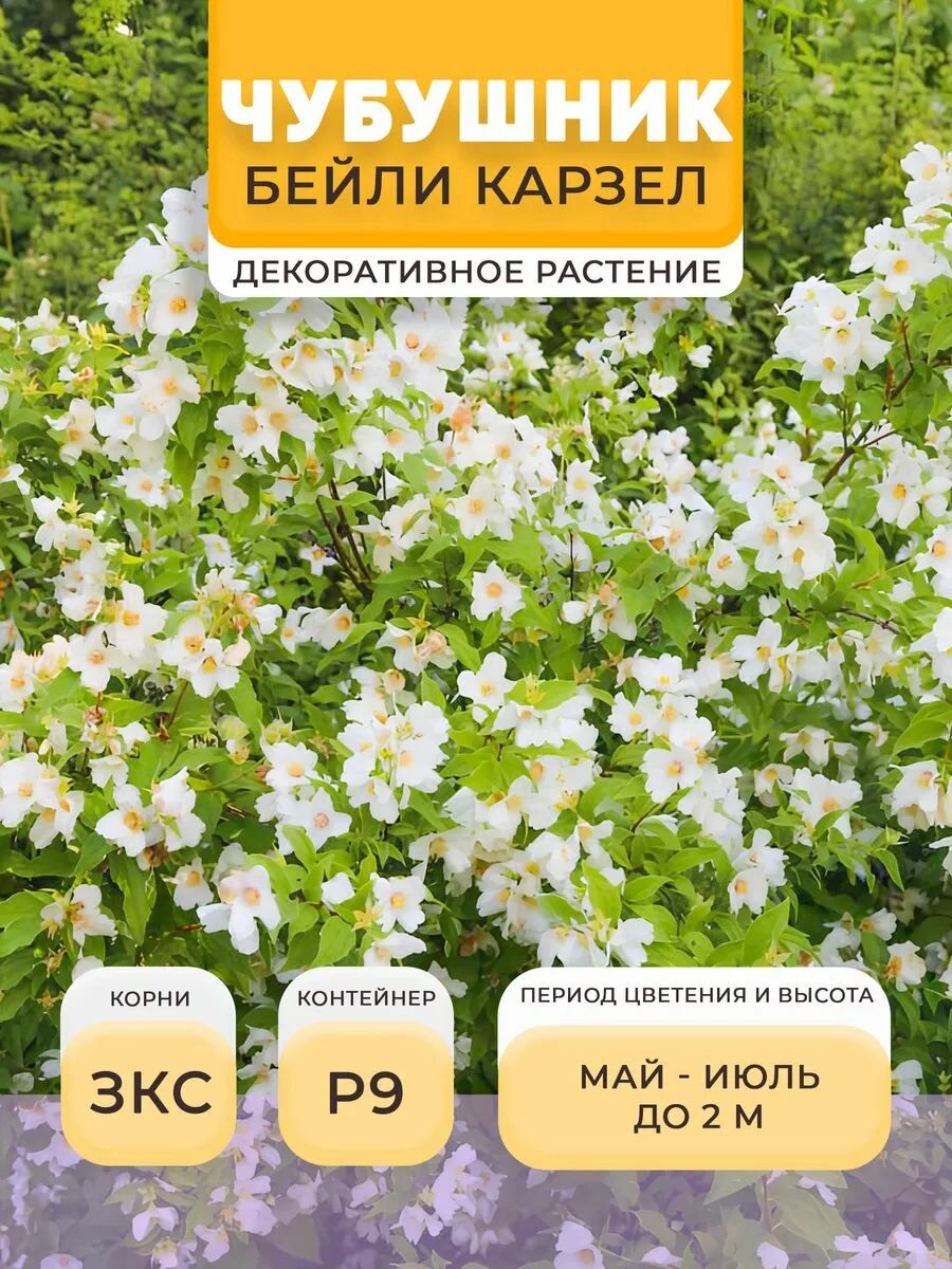 Чубушник саженец Бейли Карзел в горшке P9 05 л многолетнее | Микроклон