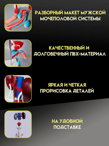 Изображение товара Анатомическая модель органов мужской мочеполовой системы человека