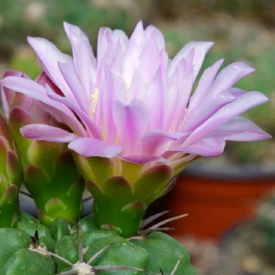 Семена Deodar SEEDS COMPANY Кактус Gymnocalycium achirasense v. orientale VG-285 10 шт.
