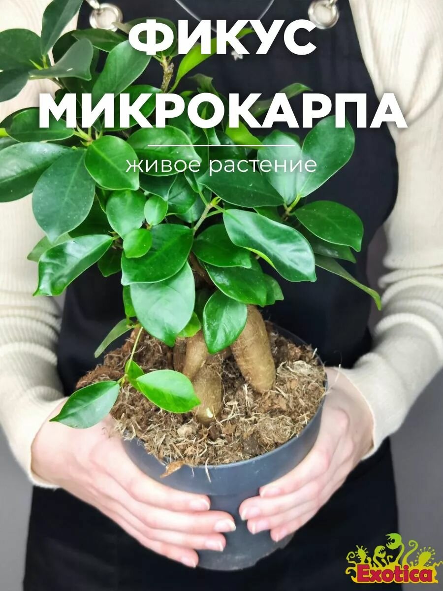Фикус Микрокарпа (Ficus Microcarpa) D15см домашнее растение
