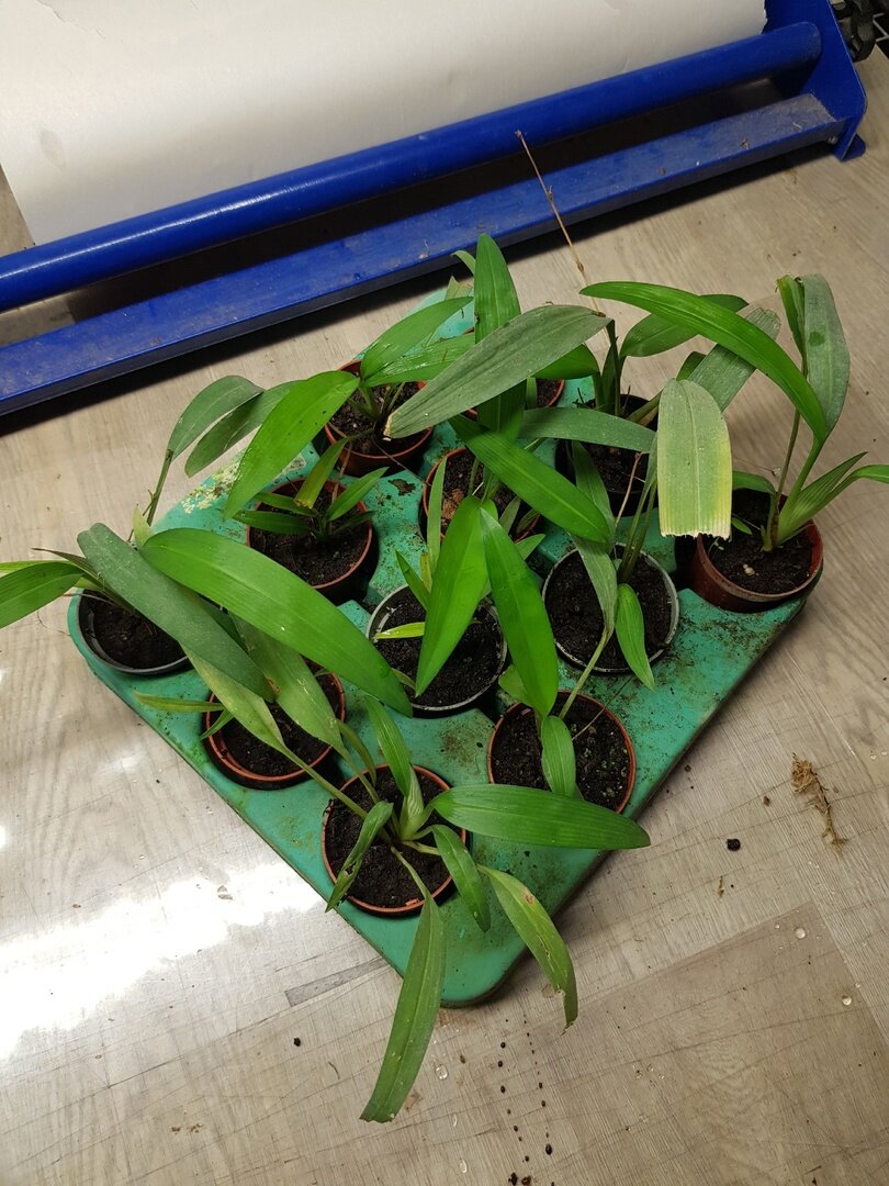 Chlorophytum bichetii