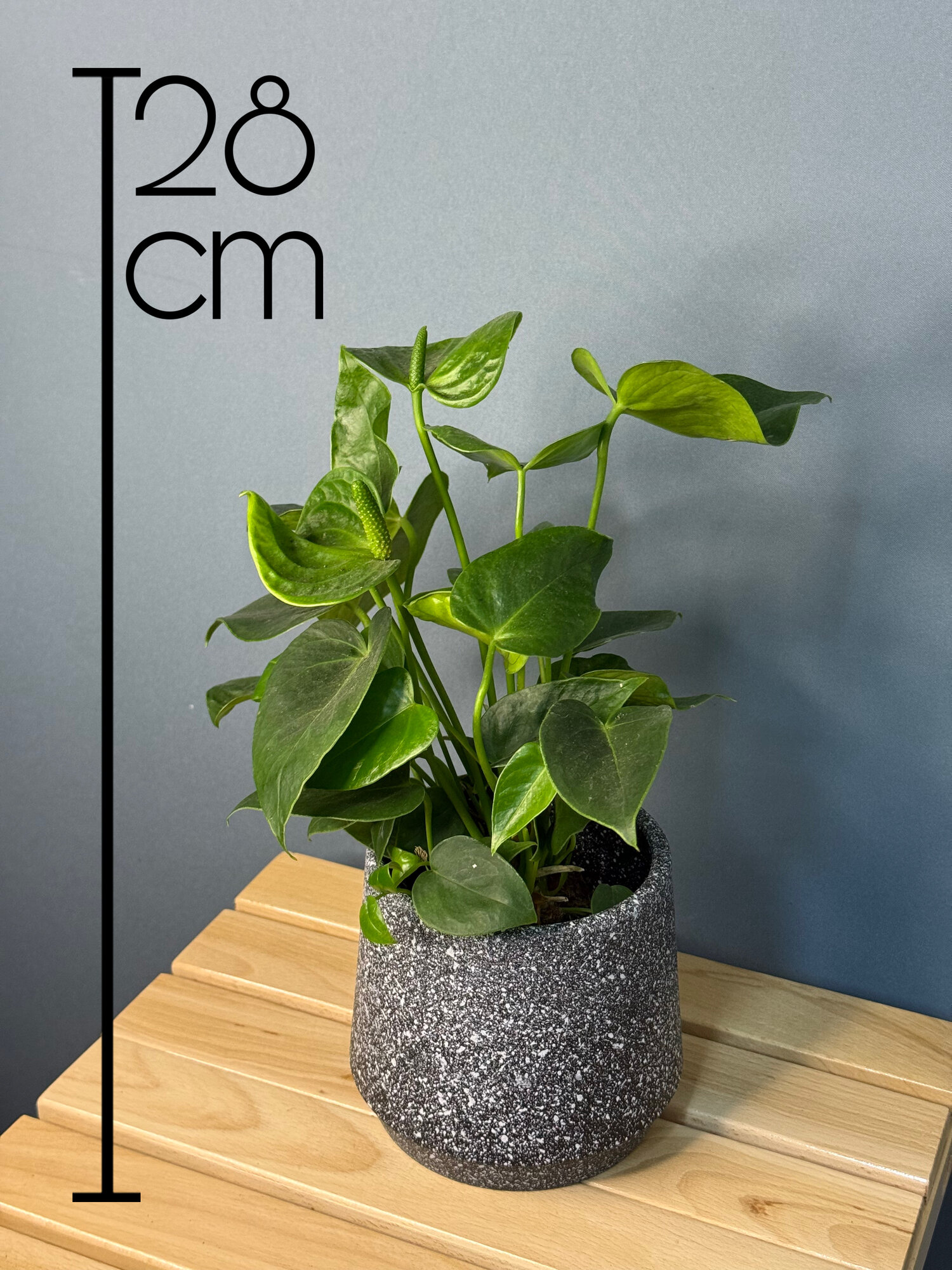 Антуриум Андреанум зелёный (Anthurium andreanum Green) — стильное украшение с необычными изумрудными прицветниками