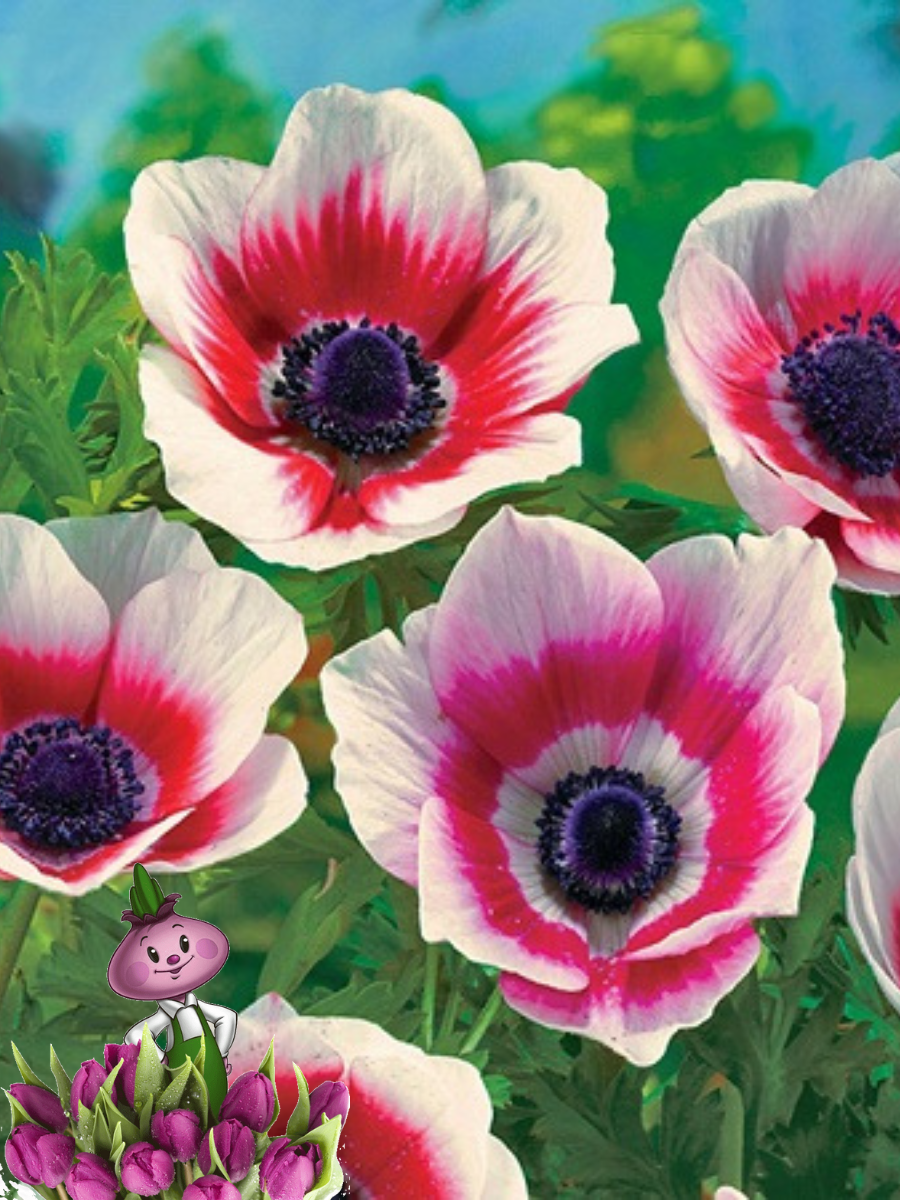 Луковицы цветов chipollino flowers анемона BICOLOR (10 луковиц)