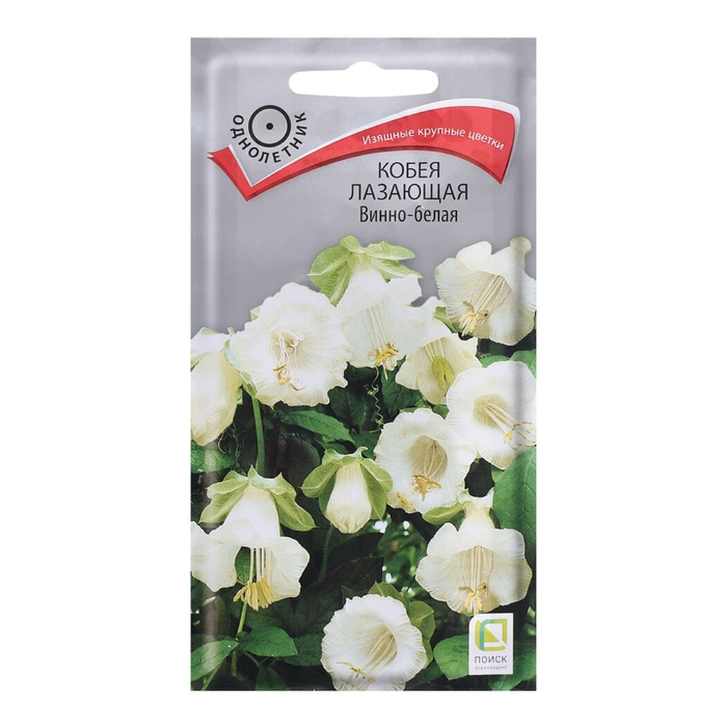 Семена цветов поиск Кобея лазающая 