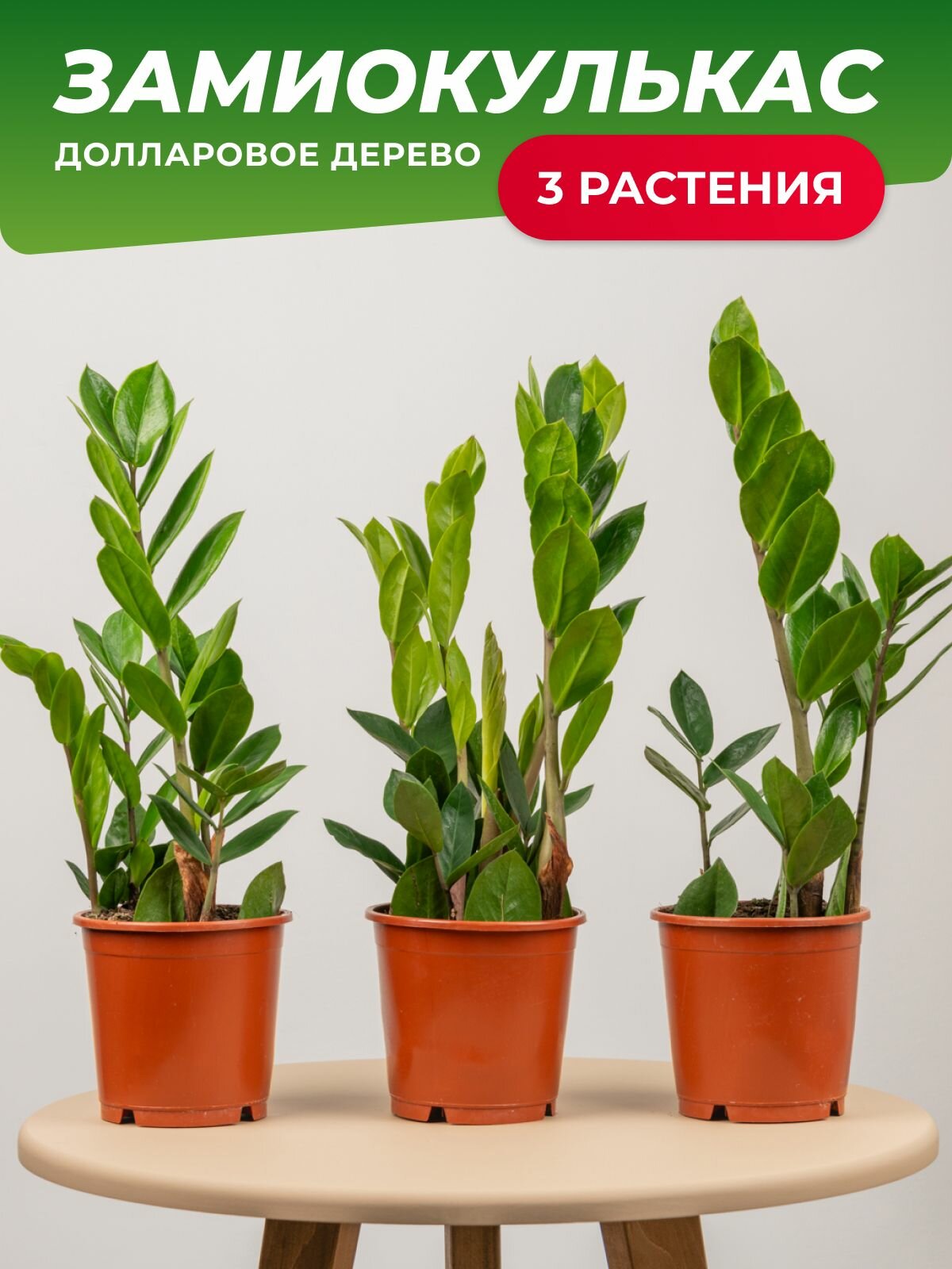 Замиокулькас в горшке живой 3 шт в комплекте
