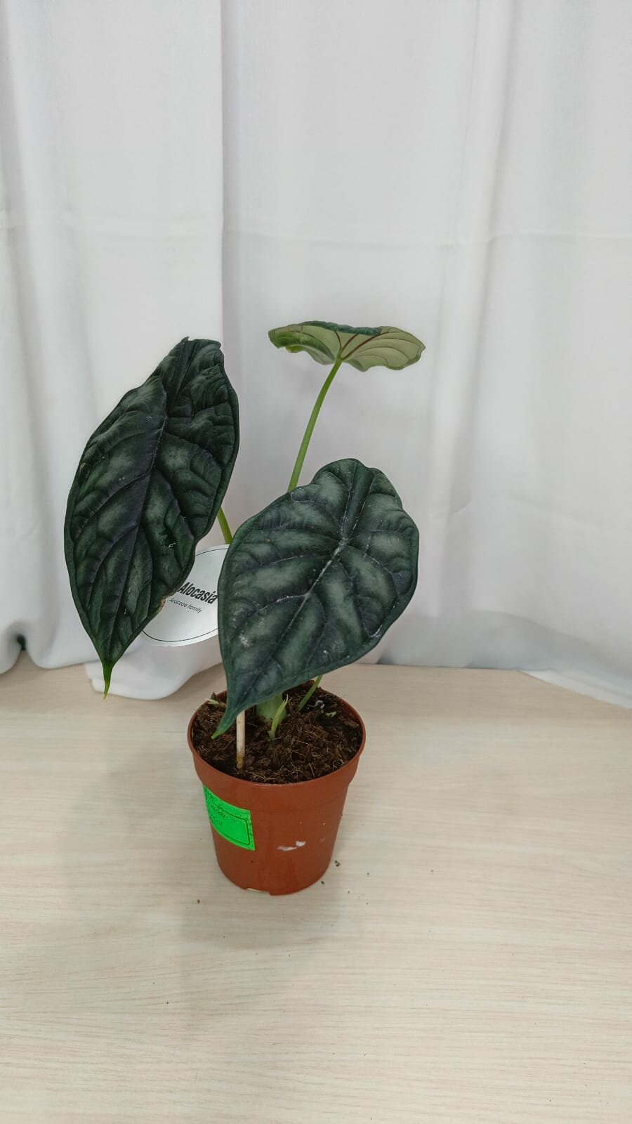 Алоказия Драгон Скейл/Кожа Дракона (Alocasia Dragon Scale) D12см, Н35см, комнатный цветок