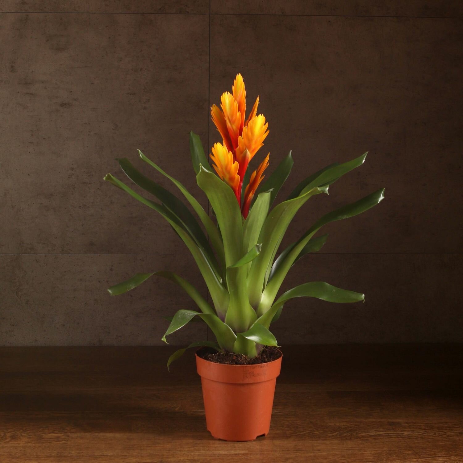 Вриезия оранжево-желтая 35/12