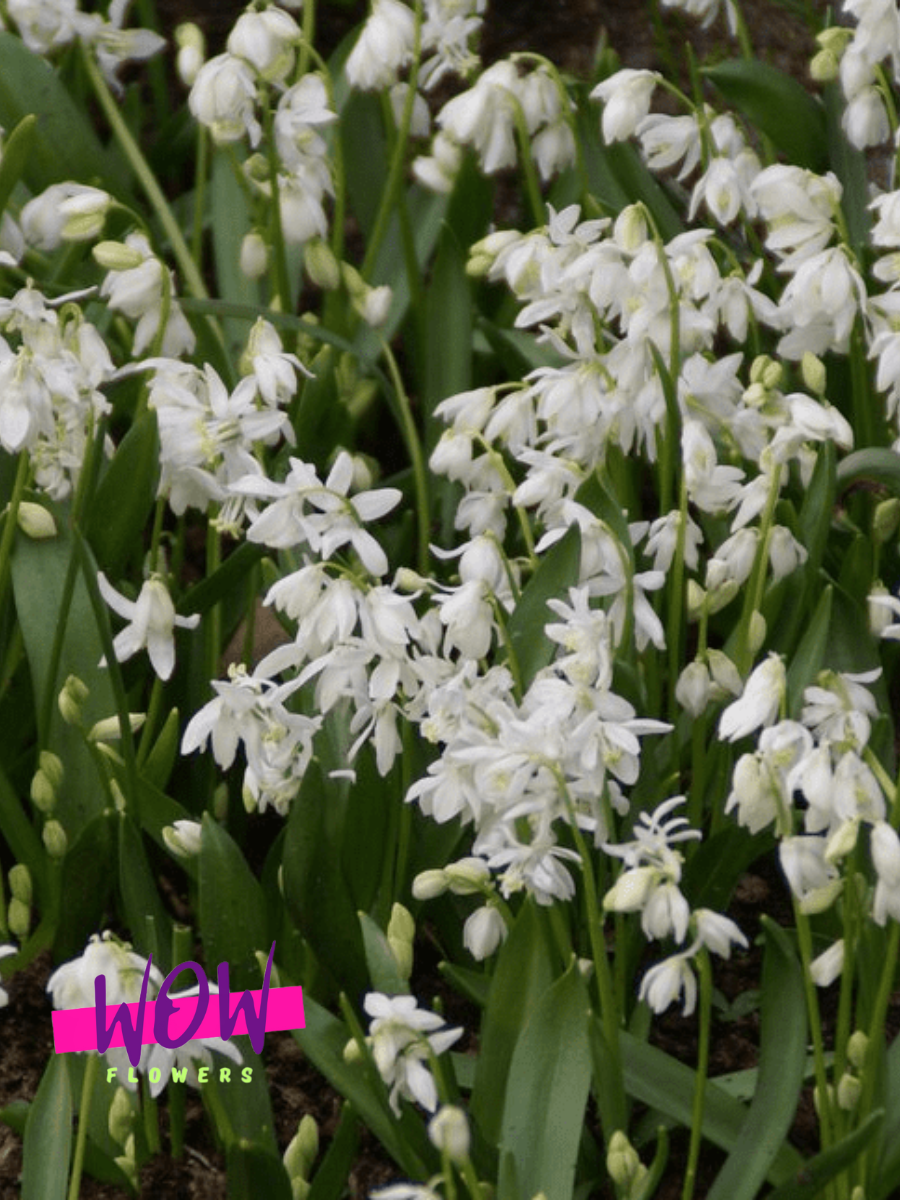 Луковицы цветов  WOW FLOWERS  Сцилла Сиберика Альба  белые ( 10 штук )
