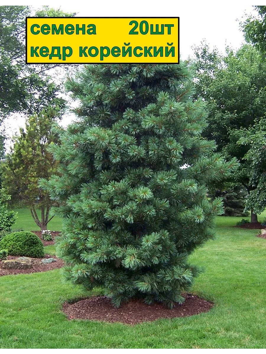Семена Кедр Корейский 20шт