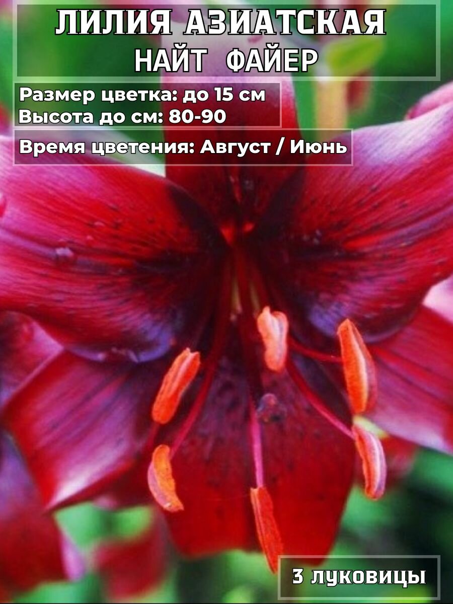 Лилия азиатская Найт файер 3 луковицы