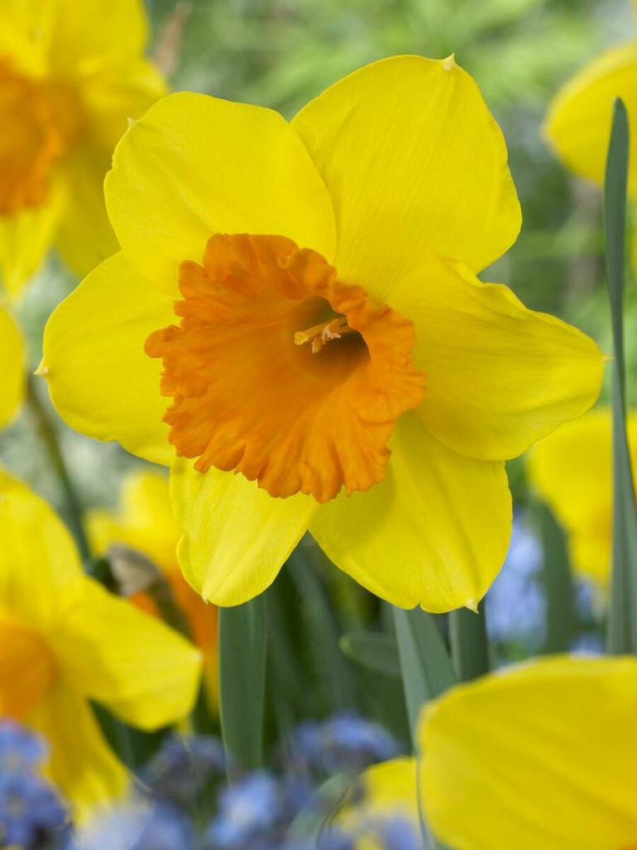 Нарцисс луковицы крупнокорончатый Пимпернел 5 шт высота 40 см