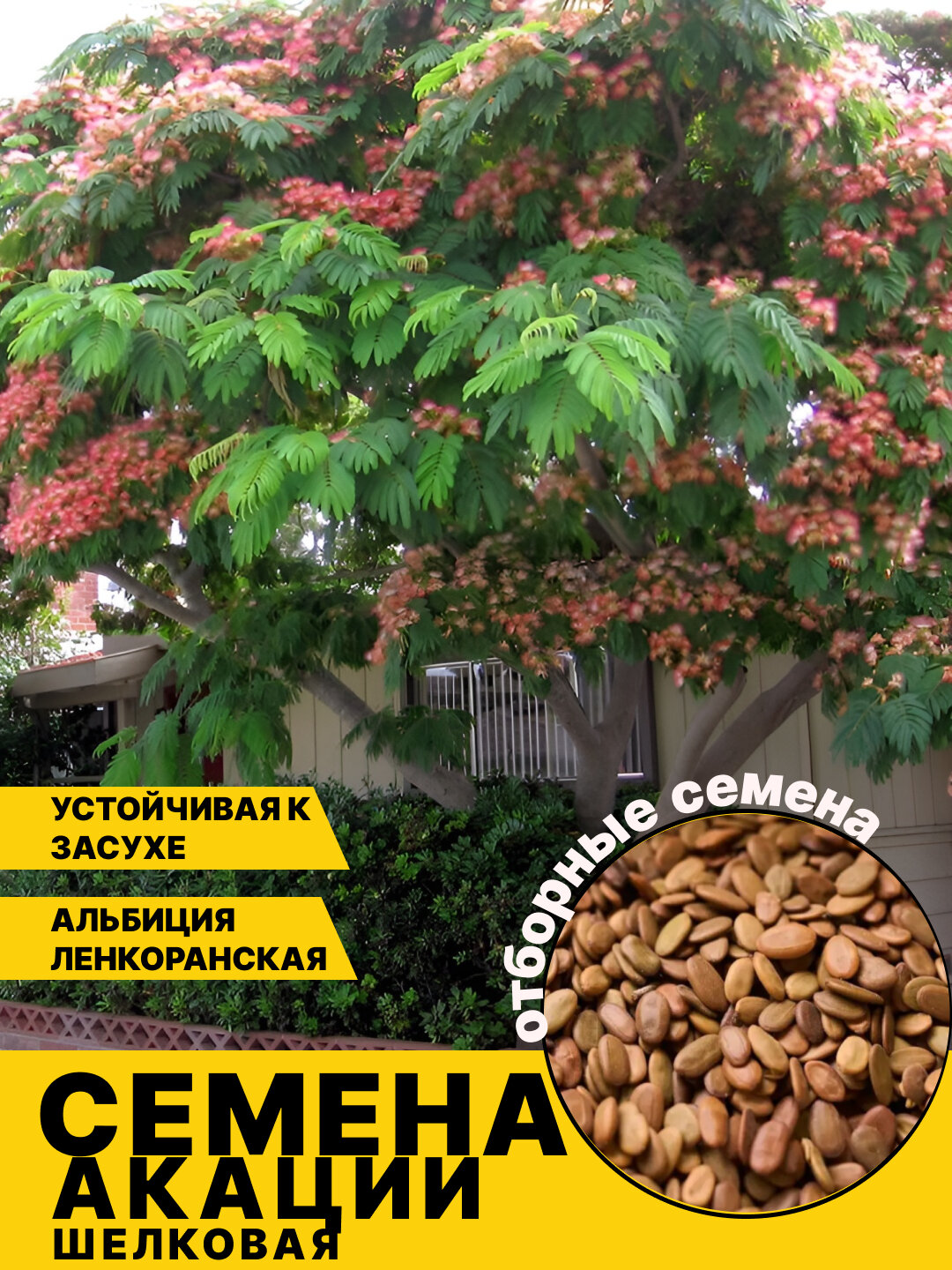 Семена дерева акации, шелковое растение цветок розового цвета