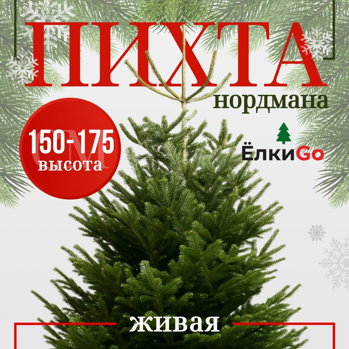 Пихта Нордмана Датская новогодняя срезанная 150-175см