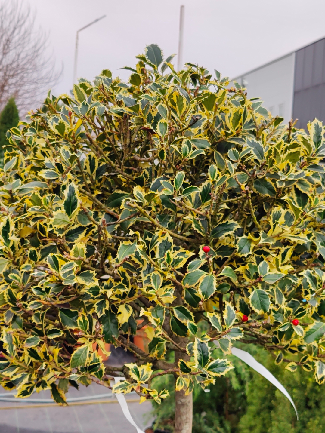 Семена падуба остролистного "Илекс Храст", декоративный, для сада, 20шт — фото 1