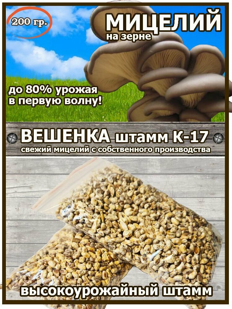 Мицелий (семена) вешенки K-17 на зерне - 200гр