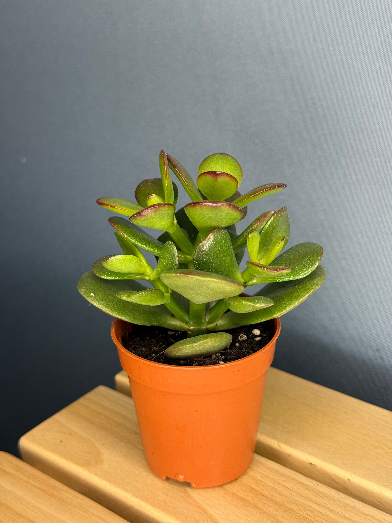 Крассула Овата (Crassula ovata) — денежное дерево для уюта и достатка