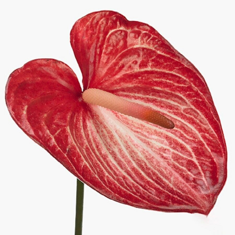 Антуриум Сингита Anthurium Singitai семена