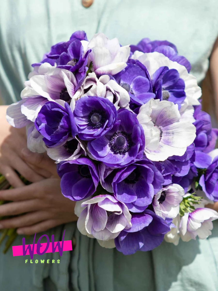 Луковицы цветов  WOW FLOWERS  Анемоны Небесный Микс 10 штук