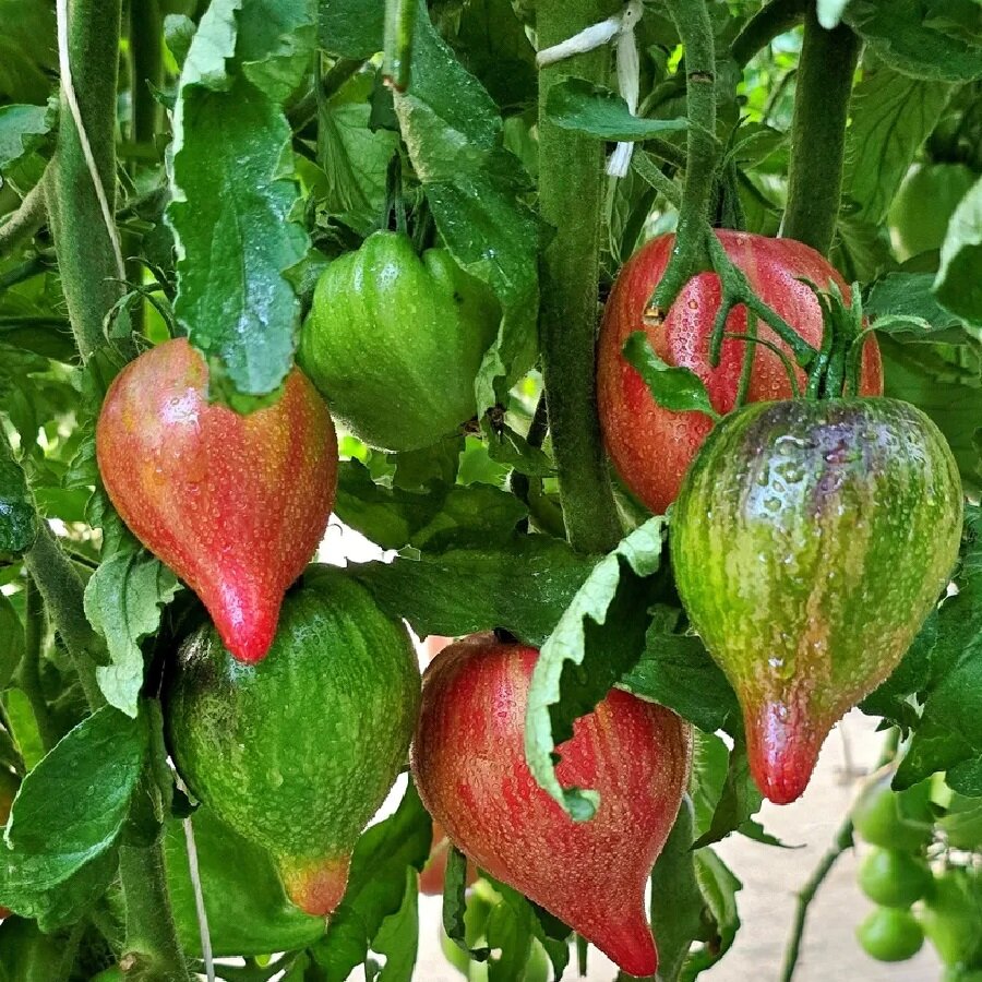 Семена Deodar SEEDS COMPANY Томат Огненная комета Софии 10 шт.