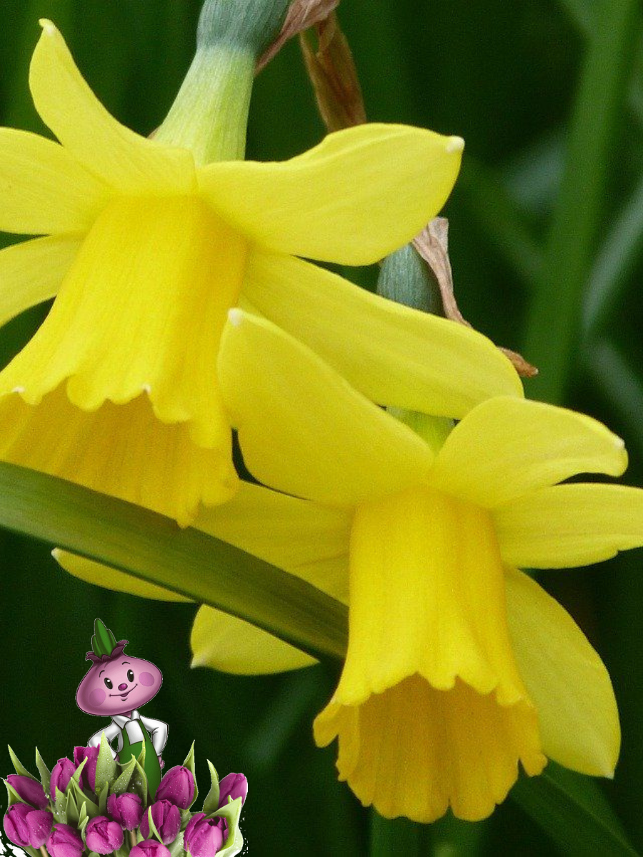 Луковицы цветов Chipollino flowers Нарцисс FEBRUARY GOLD (3 луковицы)