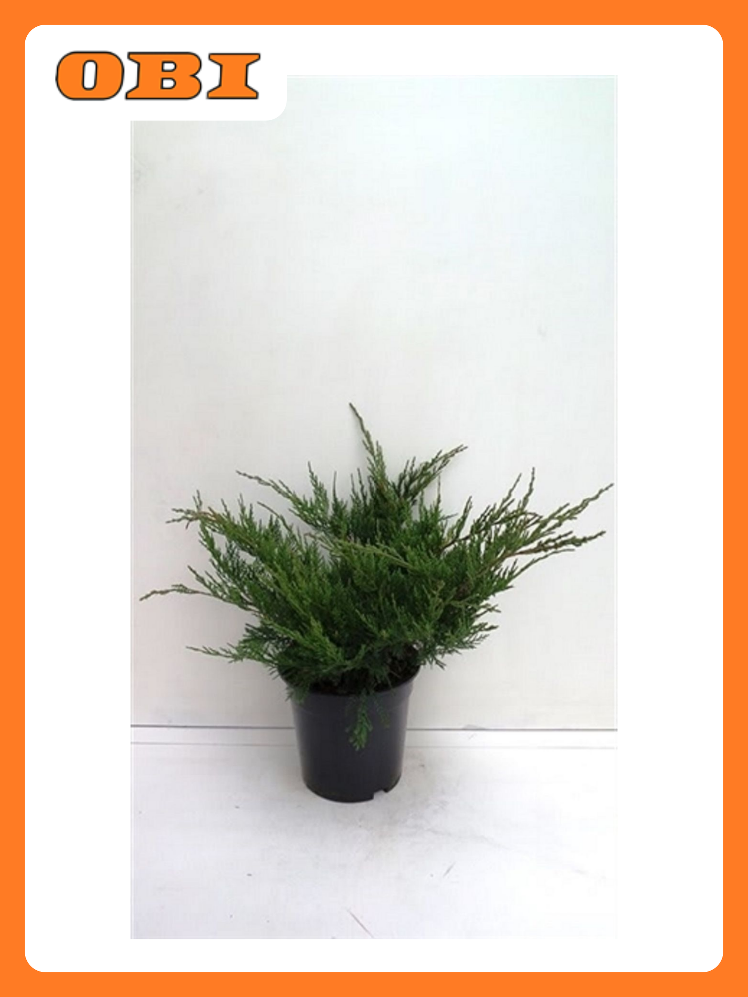 Можжевельник "Минт Джулеп" С1 h15 неприхотливый устойчивый к морозам