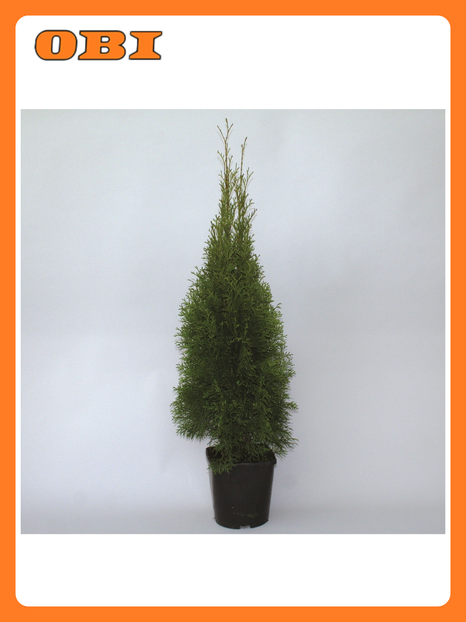 Туя западная 