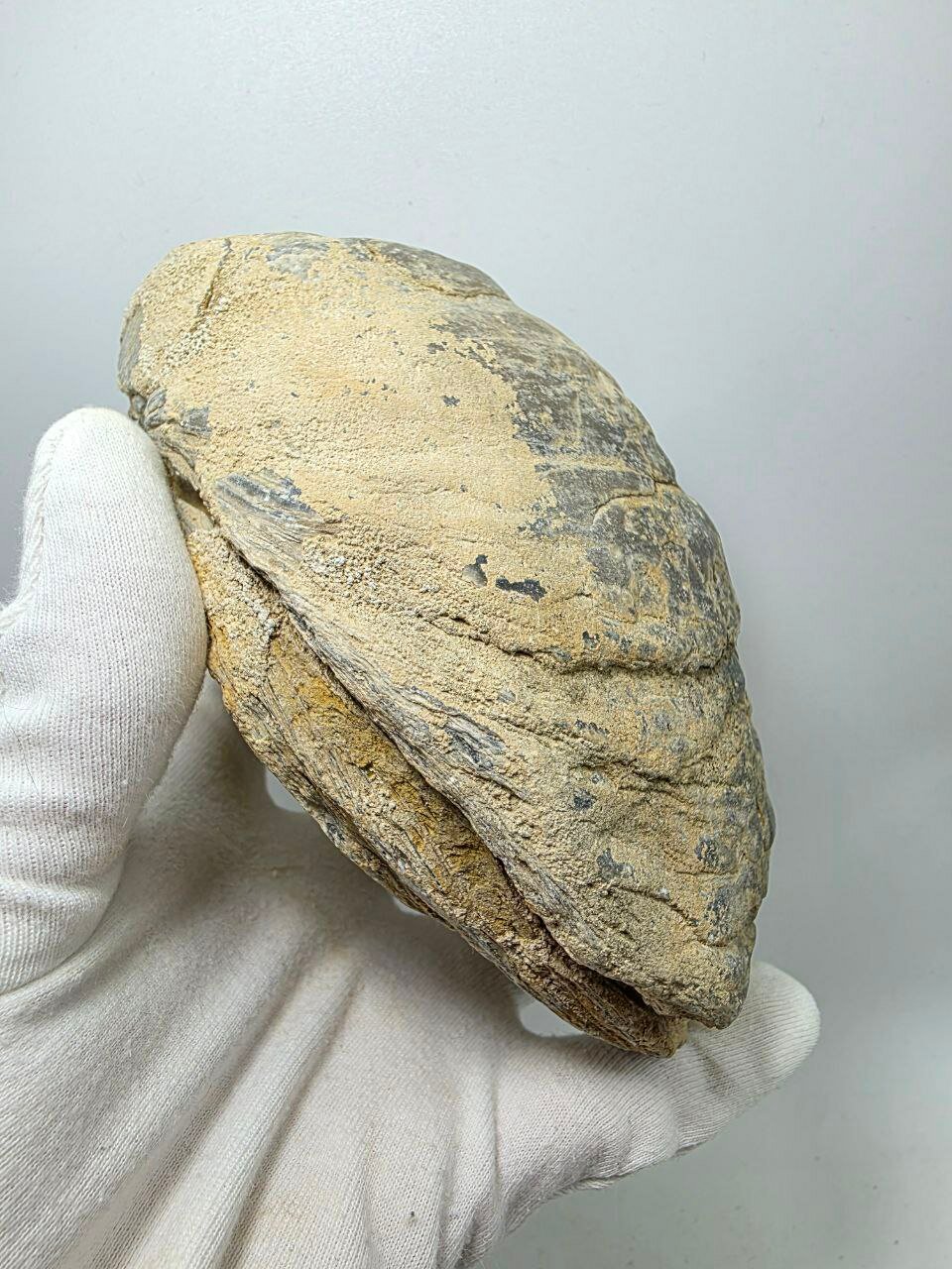 Окаменелая устрица Gryphaea, 150 мм, 1600 г. — фото 1