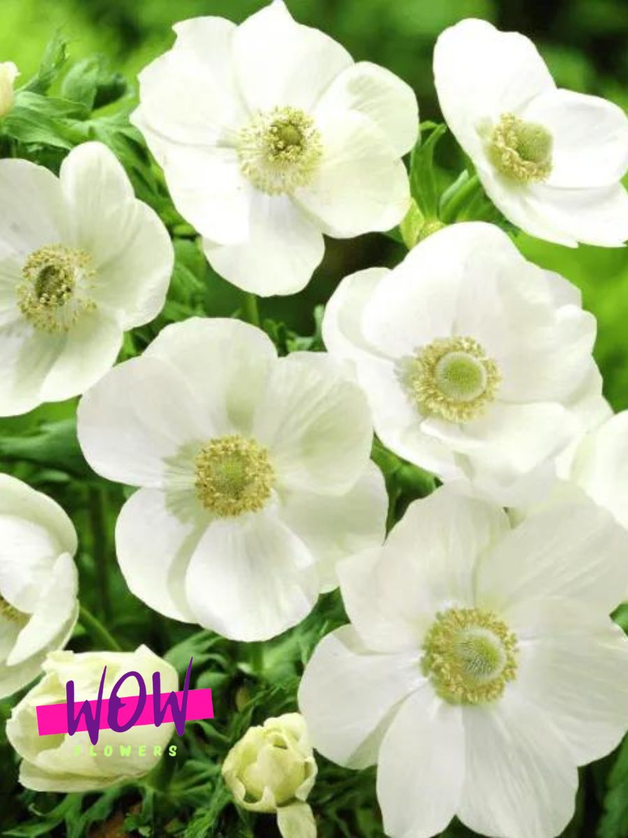 Луковицы цветов  WOW FLOWERS  Анемона Зе Брайд (10 штук )белый