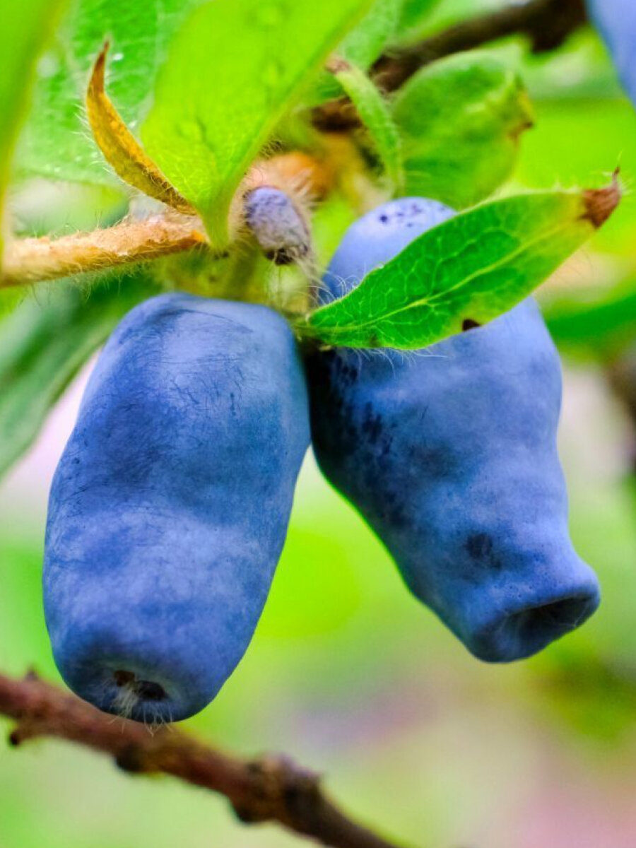 Жимолость съедобная 